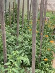 IMG_0828.JPG