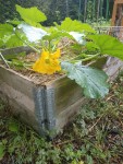 Courgette-2.jpg