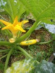 Courgette-1.jpg
