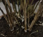 IMG_0225.jpeg