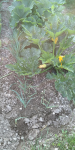 IMG_20240626_074855.png