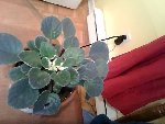 Snapshot_20090417_7.jpg