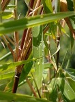 Bestioles sur feuilles de bambou.jpg