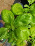 1-Basilic.jpg