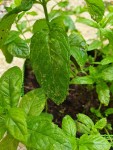 2-Menthe_Marocaine.jpg
