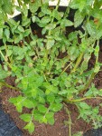3-Menthe_Fraise.jpg