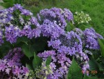 DSC07437.JPG