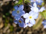 myosotis.JPG