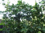 Haricots Montebello.jpg