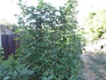 Haricots Montebello2.jpg