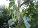 Haricots Montebello détail.jpg