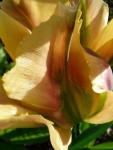 tulipe2.JPG