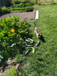 IMG_20240711_110336.png
