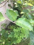 IMG_4203.JPG