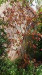 photinia1.JPG