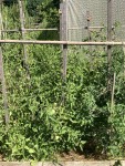 IMG_0993.JPG