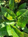 citronnier1a.jpg