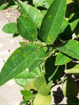 citronnier2a.jpg