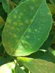citronnier3a.jpg