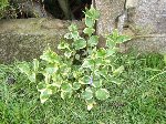 plante inconnue.jpg