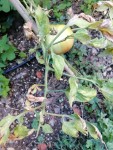 tomate