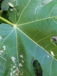 feuille figuier