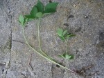 jardin 004.jpg