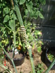 chenille machaon 08.07.08 063.jpg