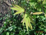 DSC07445.JPG