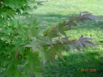 DSC07451.JPG
