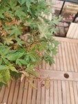 IMG_20240628_204354.jpg