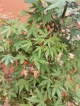 IMG_20240628_204344.jpg