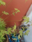 IMG_20240628_204305.jpg
