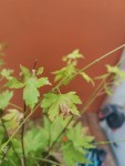 IMG_20240629_120259.jpg