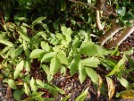 DSCN0740.JPG