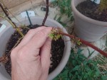 palmatum détail 1.JPG