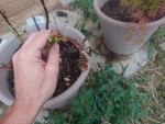 palmatum détail 2.JPG