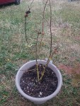 palmatum général.JPG