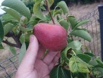 poire williams 1.JPG