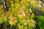 sangokaku0308242.JPG