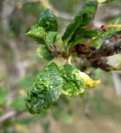 Feuille mirabellier