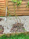 Myrtilliers aout 2024_2.jpg