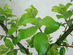 FEUILLE ARBRE.JPG