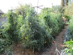 Plants tomates septembre 17.jpg