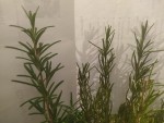 IMG_20240815_082803.jpg