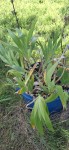 Nom plante2.jpg