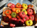 tomates (1).jpg