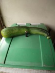Courgette.jpg