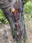 Arbre 1