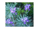 fleurs 4.jpg